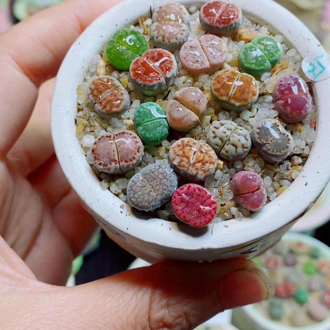 生石花花花花花花545