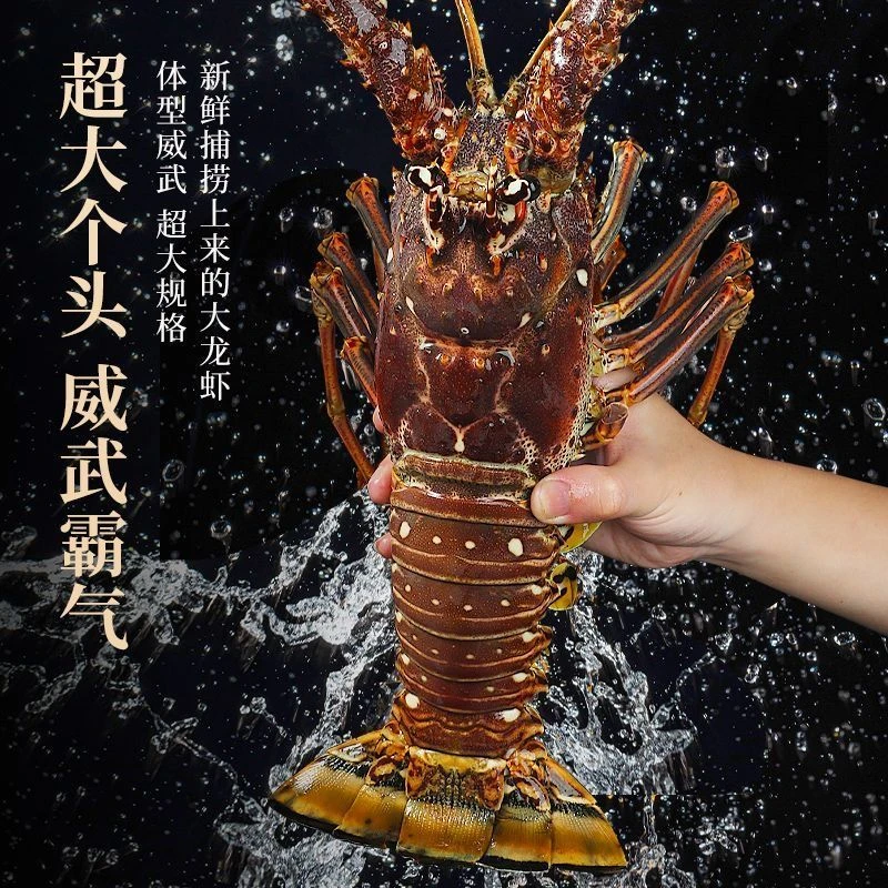 【顺丰空运】古巴龙虾鲜活冷冻巴西龙虾生冻海鲜水产1-5斤装超大
