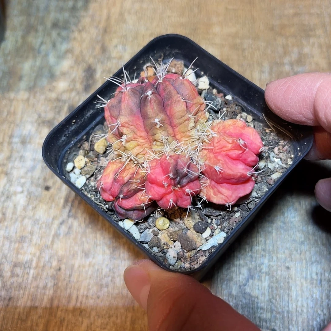 米哈牡丹锦一物一拍