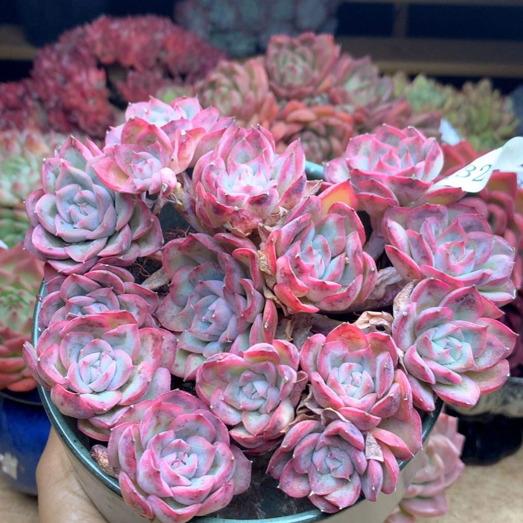 1321不包掉头散群特