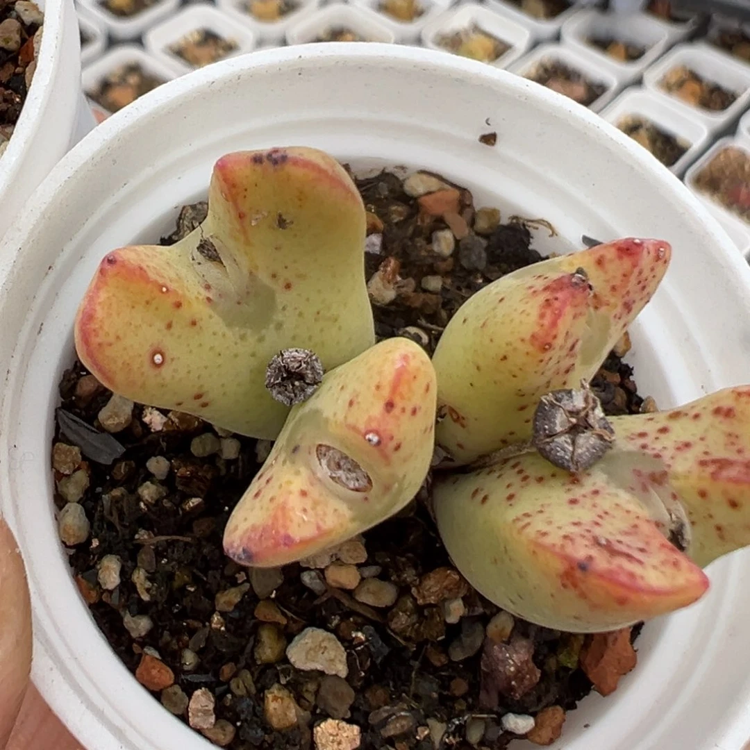 花**界99多肉植物百科知识