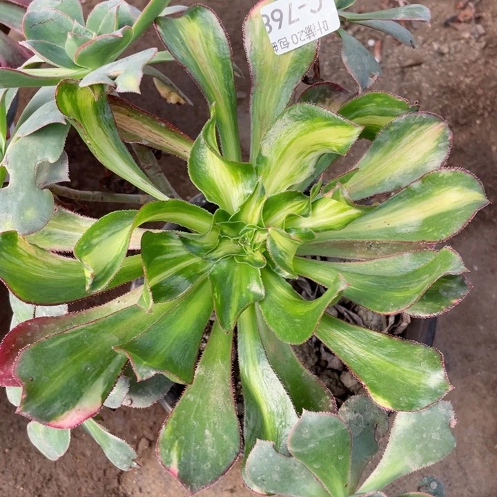 768魅影七彩中班多肉123446789