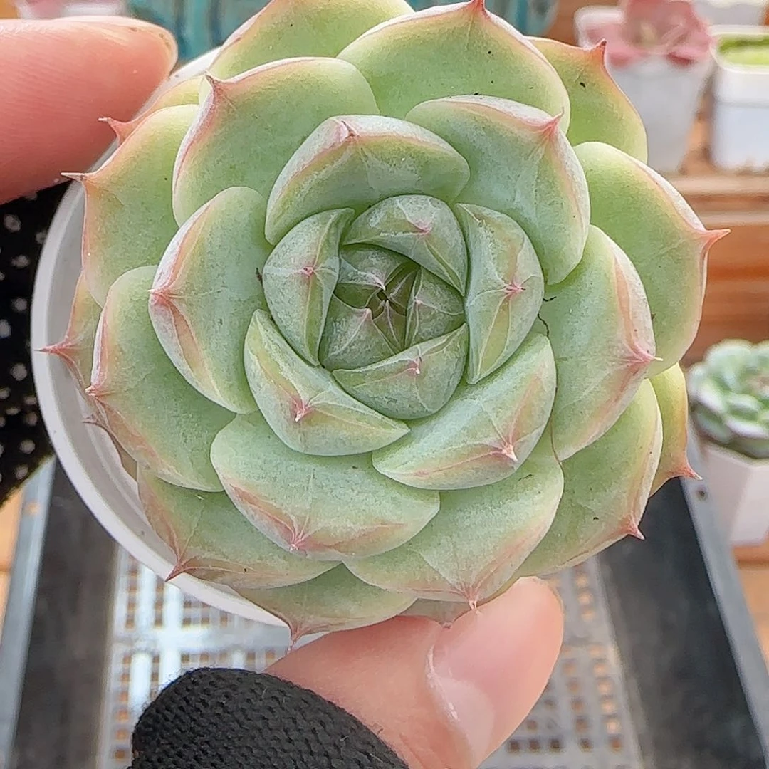 多肉0726-170福利福利