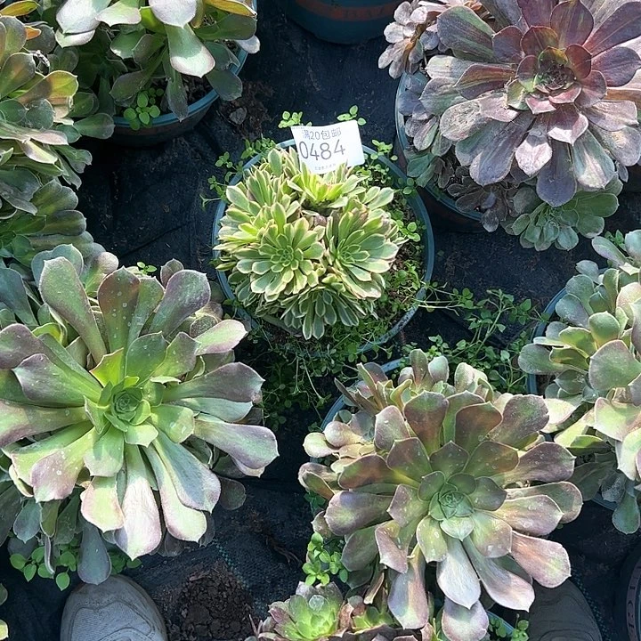 徐***花0484朝霞多肉植物