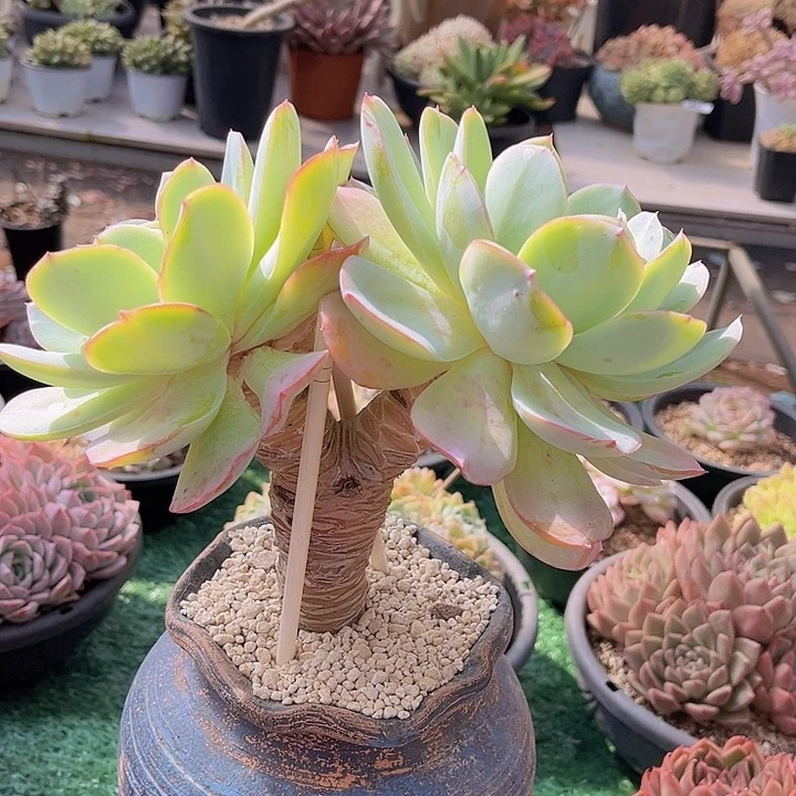 白凤杂晨露2902多肉植物