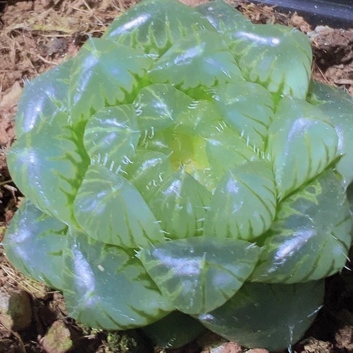 冰川雨露19包邮多肉植物