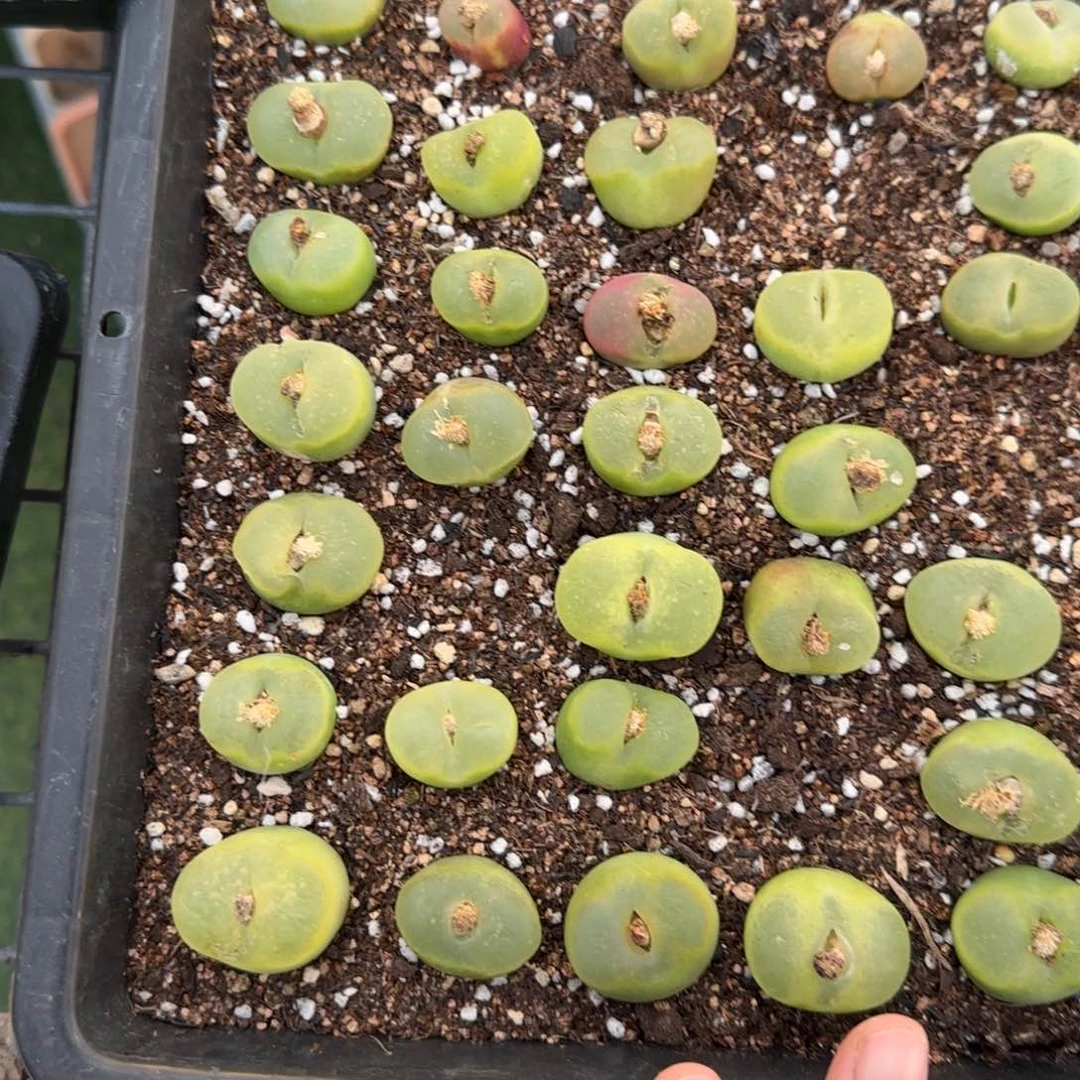 牛**作13-312p p po p p p p p p p