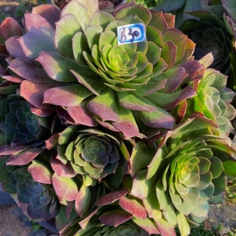 万圣节多肉植物30多肉