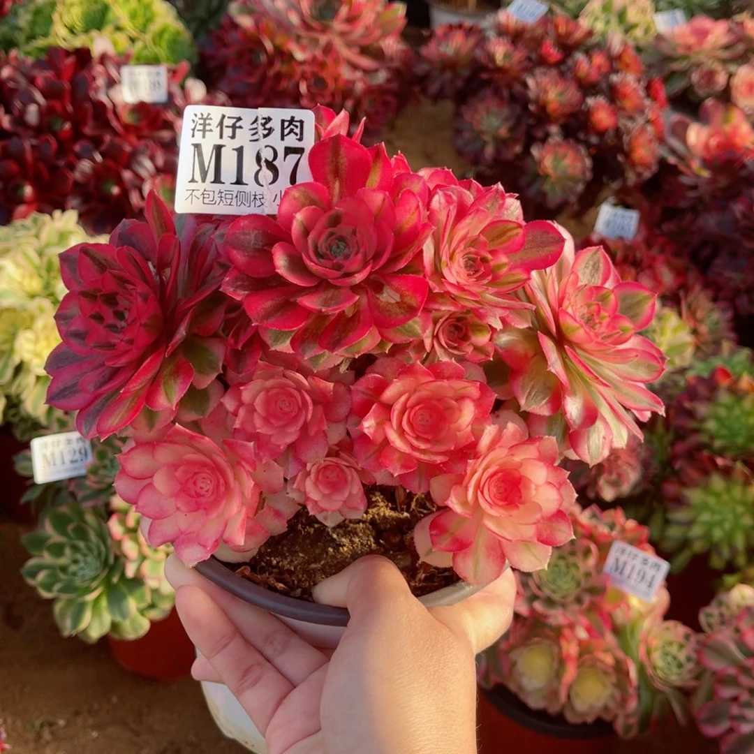 187倾城 冠幅18左右