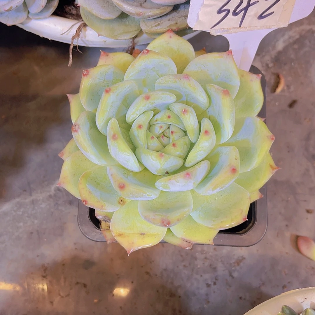 拽***姐000000000000000342