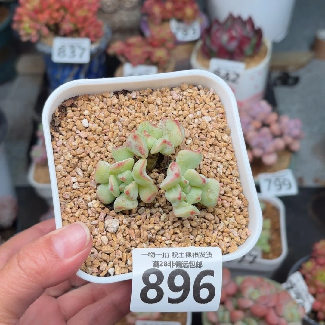 香草奶无盆土发货