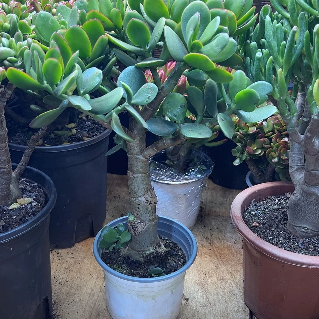 完全开放青叶玉树一物一拍多肉