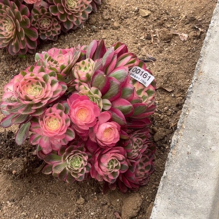 00161倾城多肉植物
