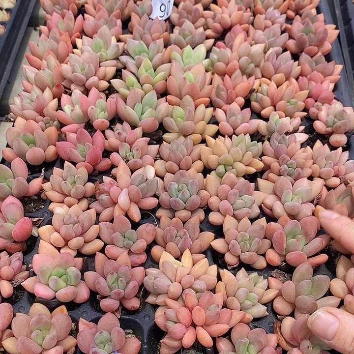 90 多肉植物盆栽花卉