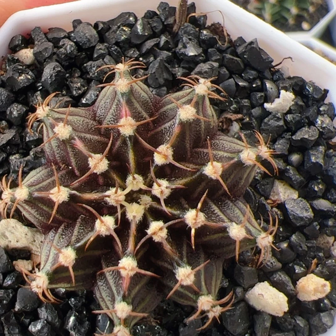 大部分开放少量花苞671