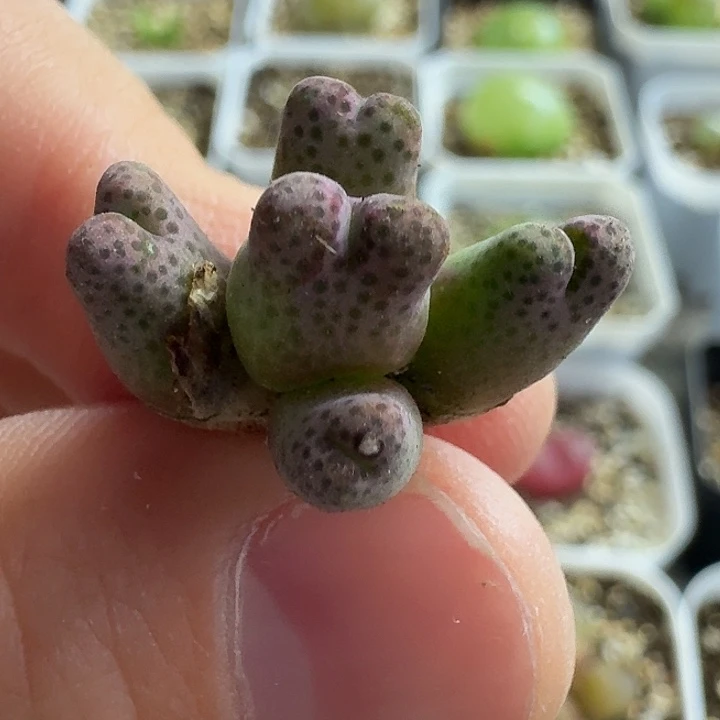 老马生石花95d斑马1480