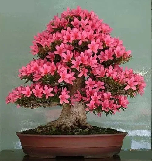 杜鹃花盆景地景基地直发