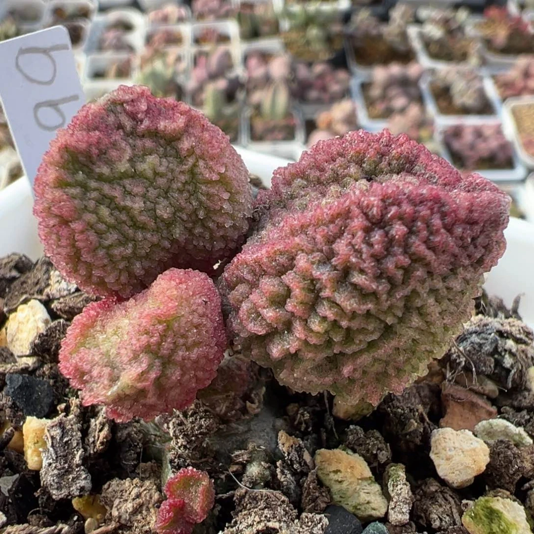 实生新品老桩多肉植物水泡