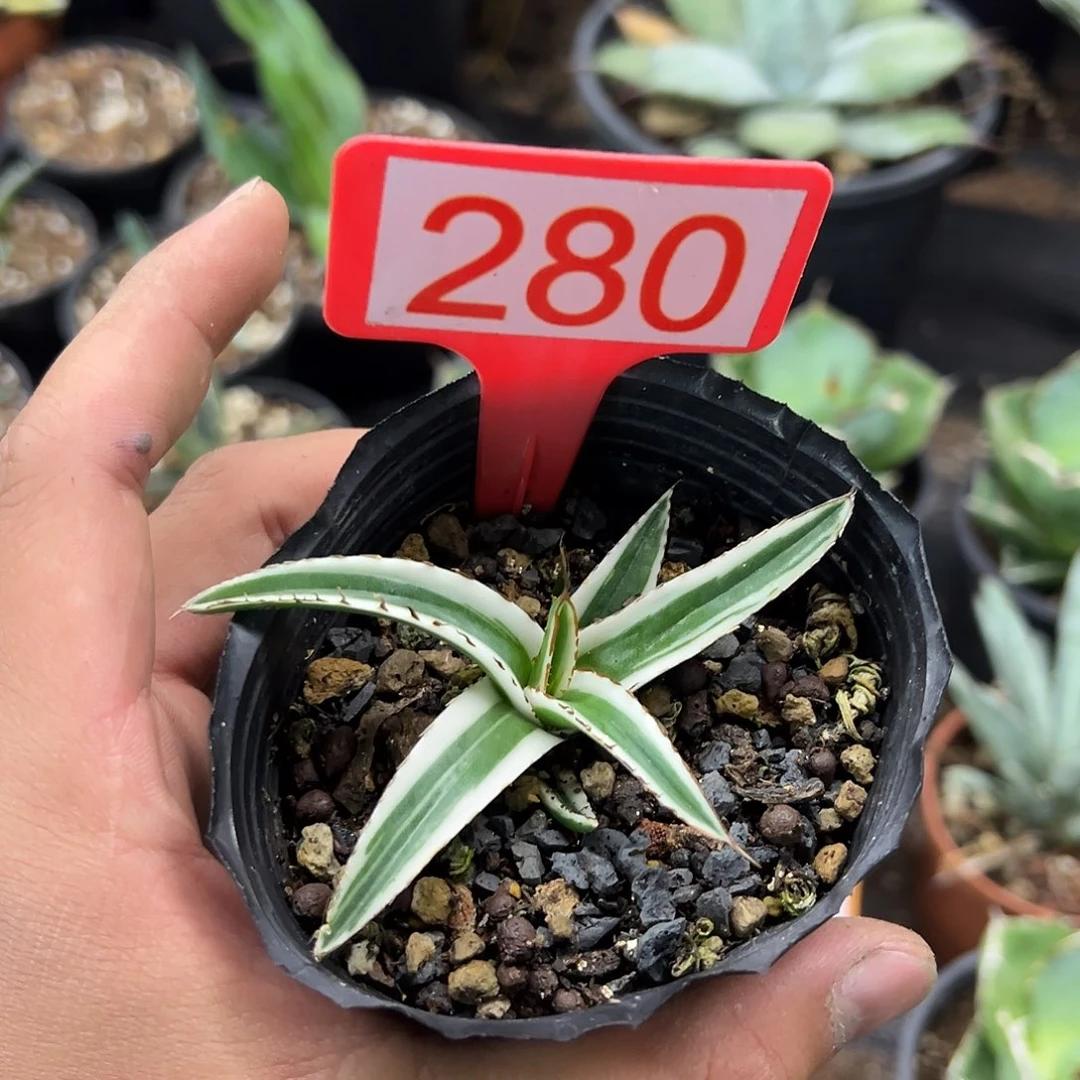 冰山龙舌兰非组培280