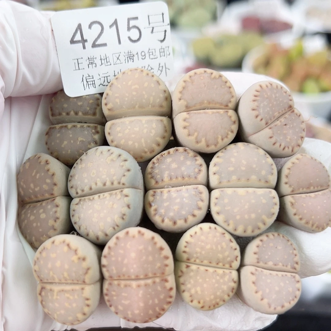 4215四年饼干13个1.5-2cm特价处理了