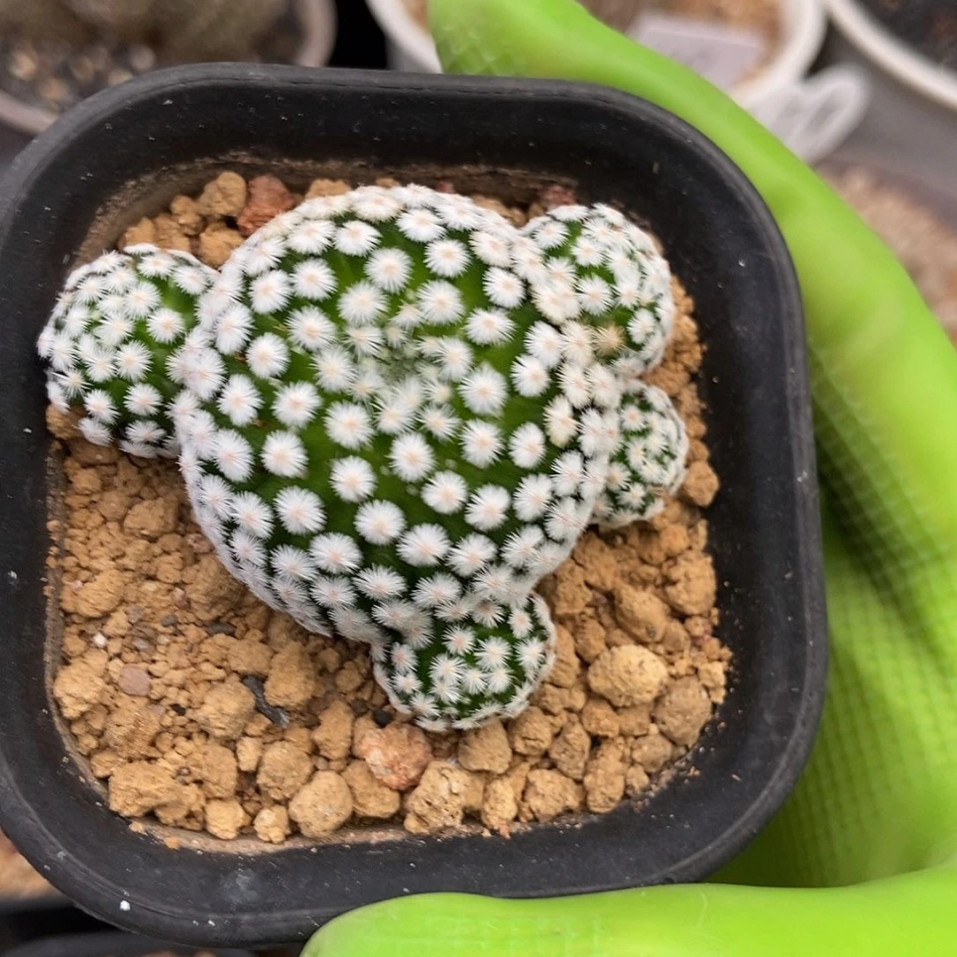 依***i佛头春星仙人球1棵