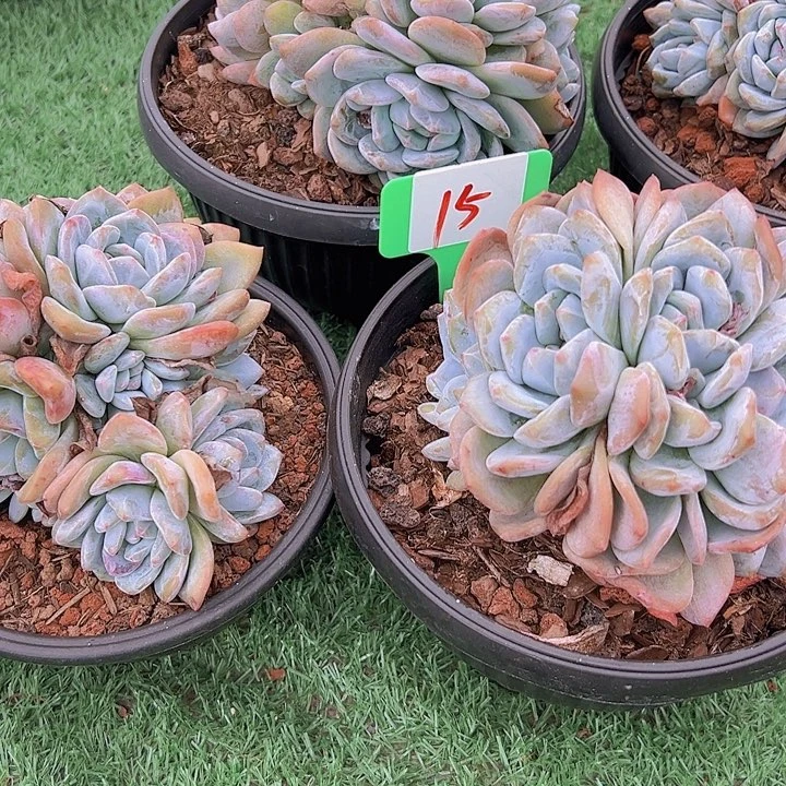 随***315石榴带4个带盆带盆