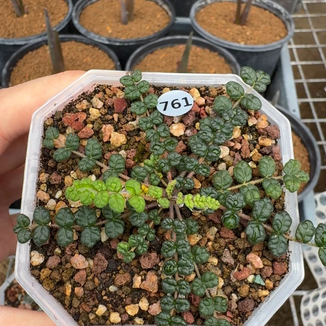 泡泡叶橄榄多肉植物