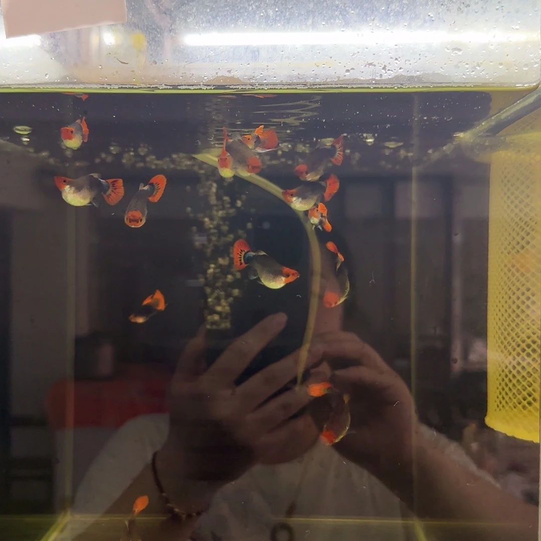 孔雀鱼深海蓝球2对