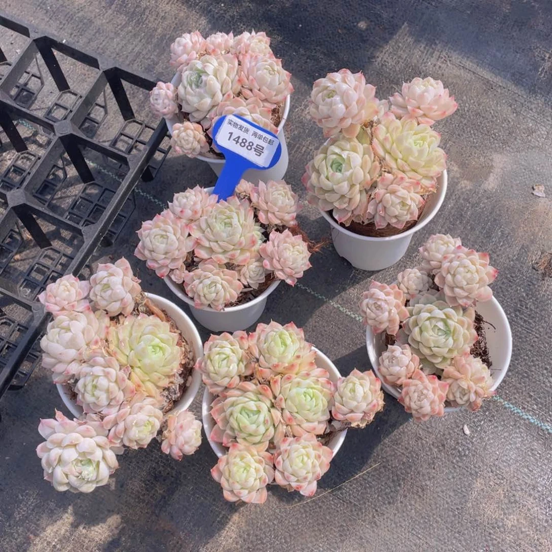 1488号 白月影大群生一个不包整带万象盆