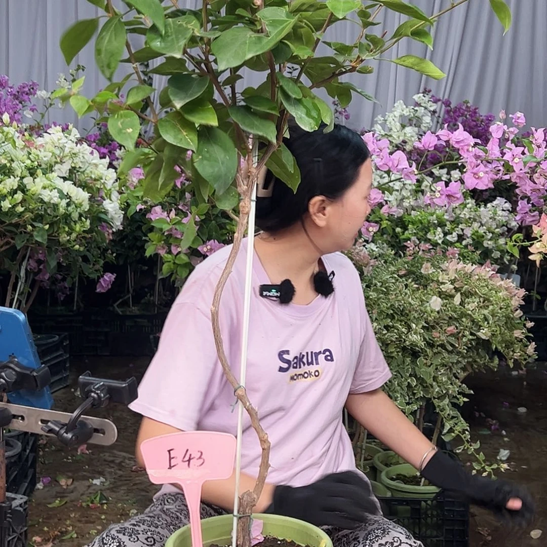 N***i大部分花苞少量开放E43波妹