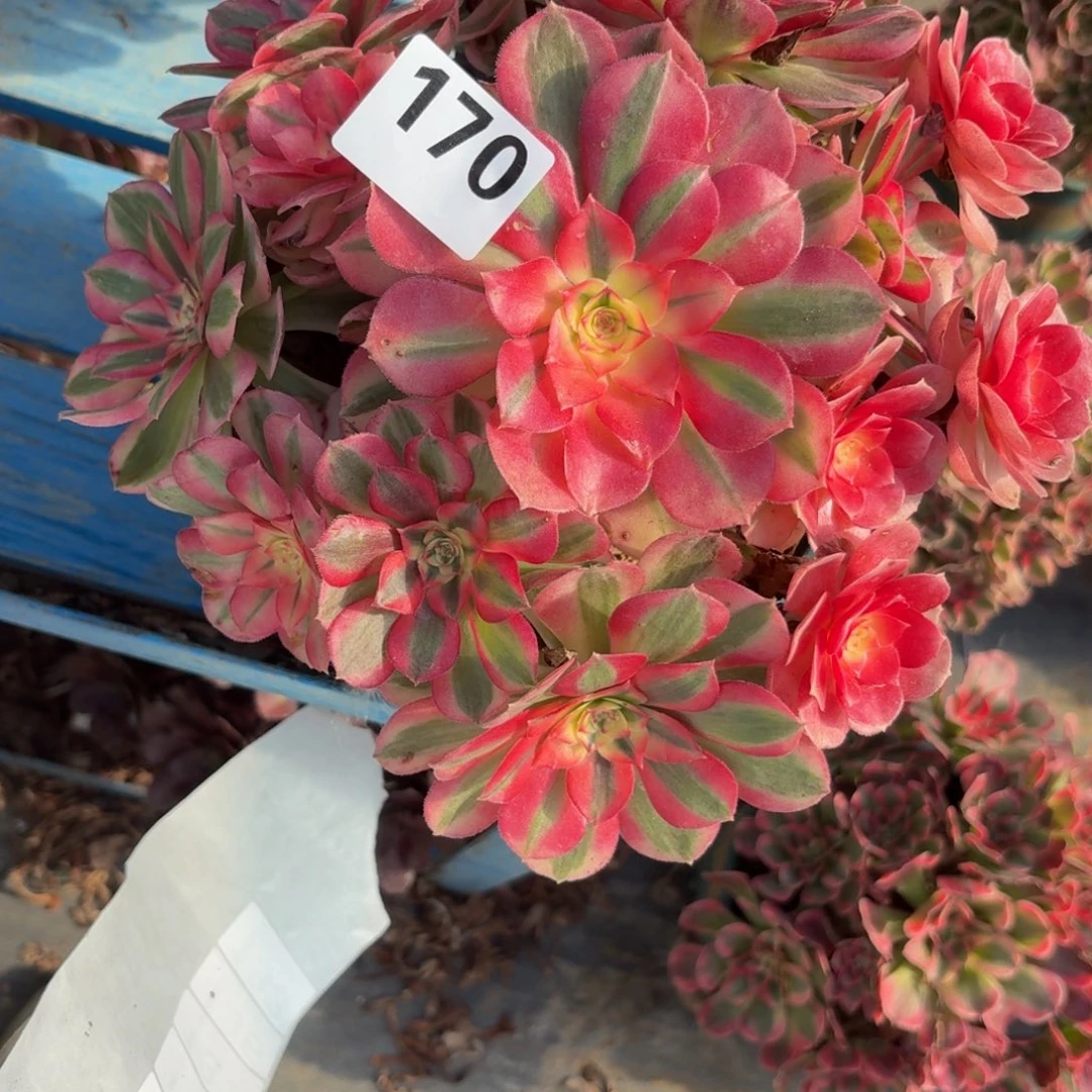 170倾城多肉植物多去角质