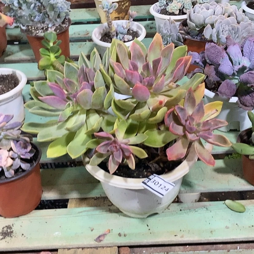 【闪购商品】紫气东来30124