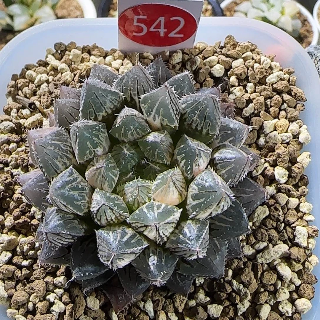 542号楼兰锦 6 厘米左右一物一拍带盆发货