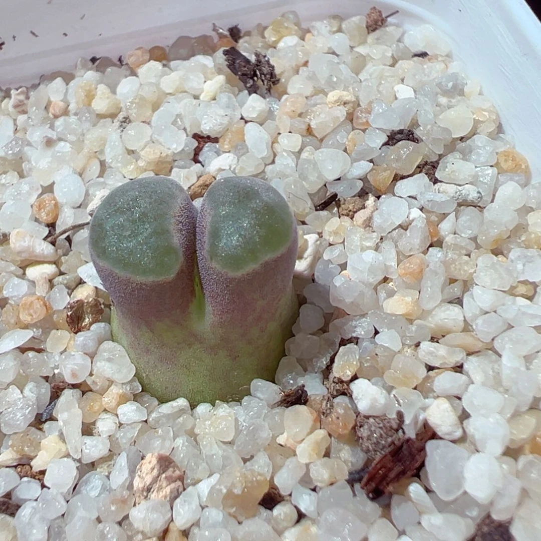 211-388多肉磁铁多肉