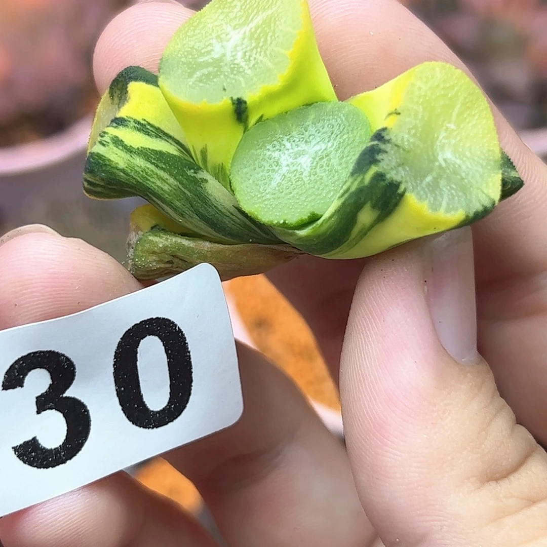 330红红火火恍恍惚惚