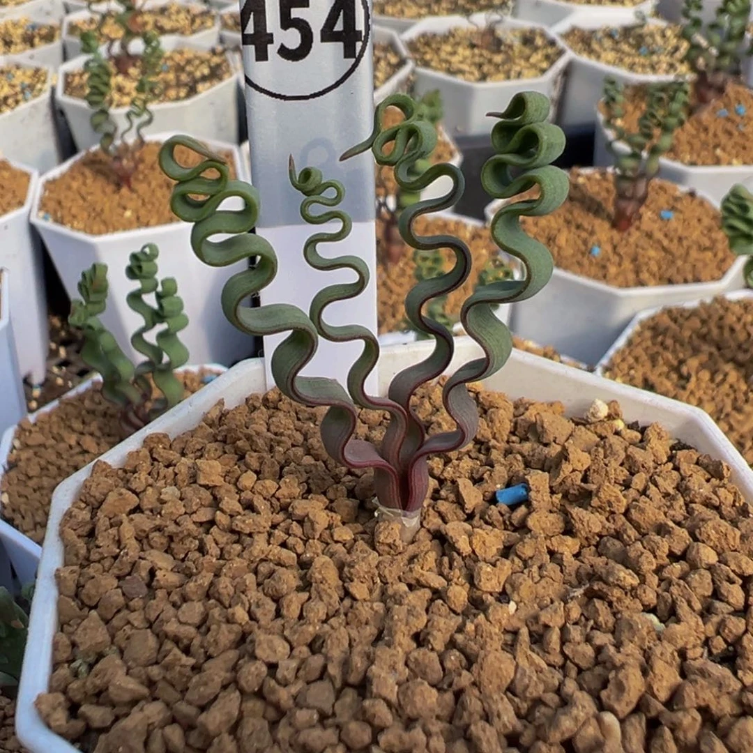 454实生根海带弹簧草多肉植物带盆土