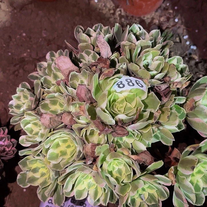 886妖月多肉植物不售后