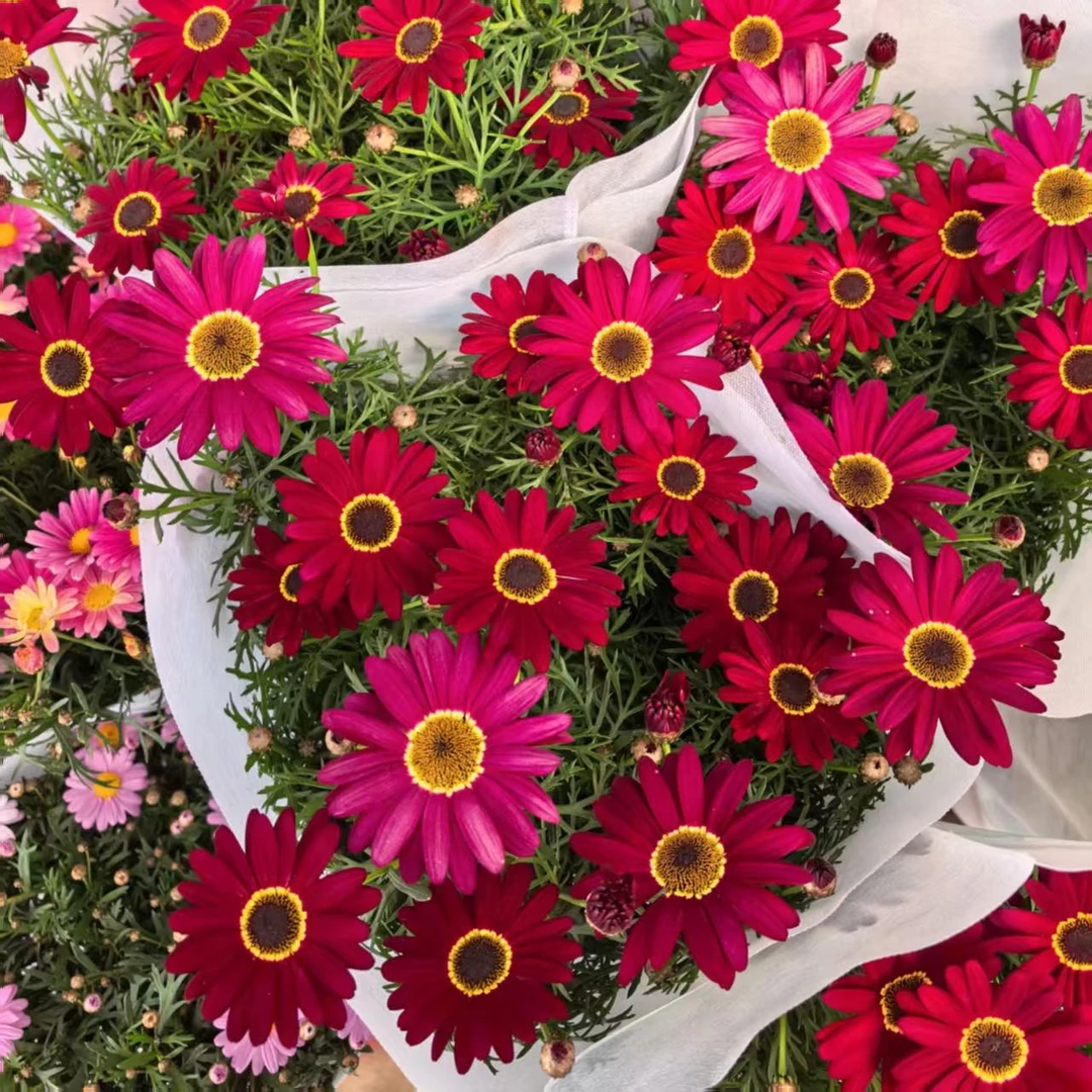 【大眼睛红】玛格丽特盆栽花苗带花带花苞多年生四季开花耐寒耐热
