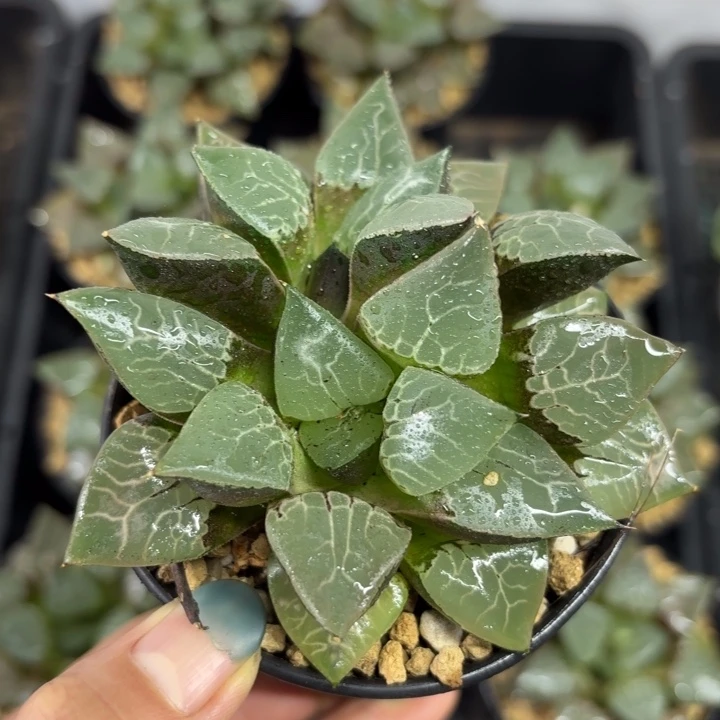 火凤凰克多肉植物
