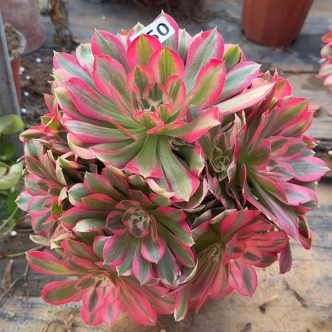 多肉植物粉女郎450