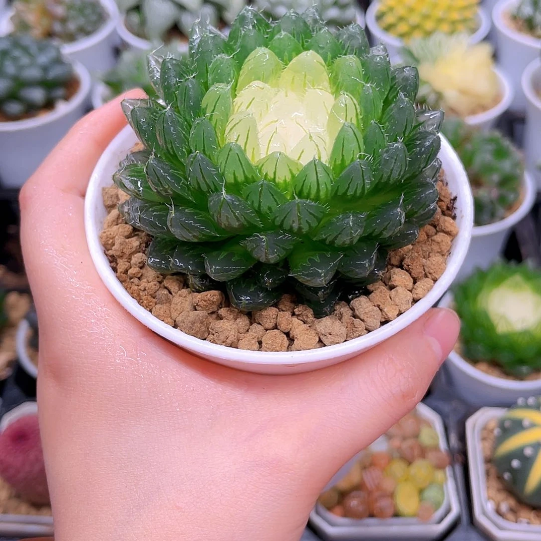 翠云玉露锦，原盆