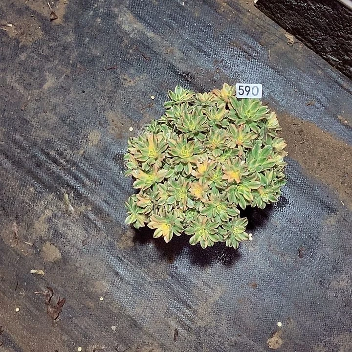 ༊****甜茶多肉590多肉不包断