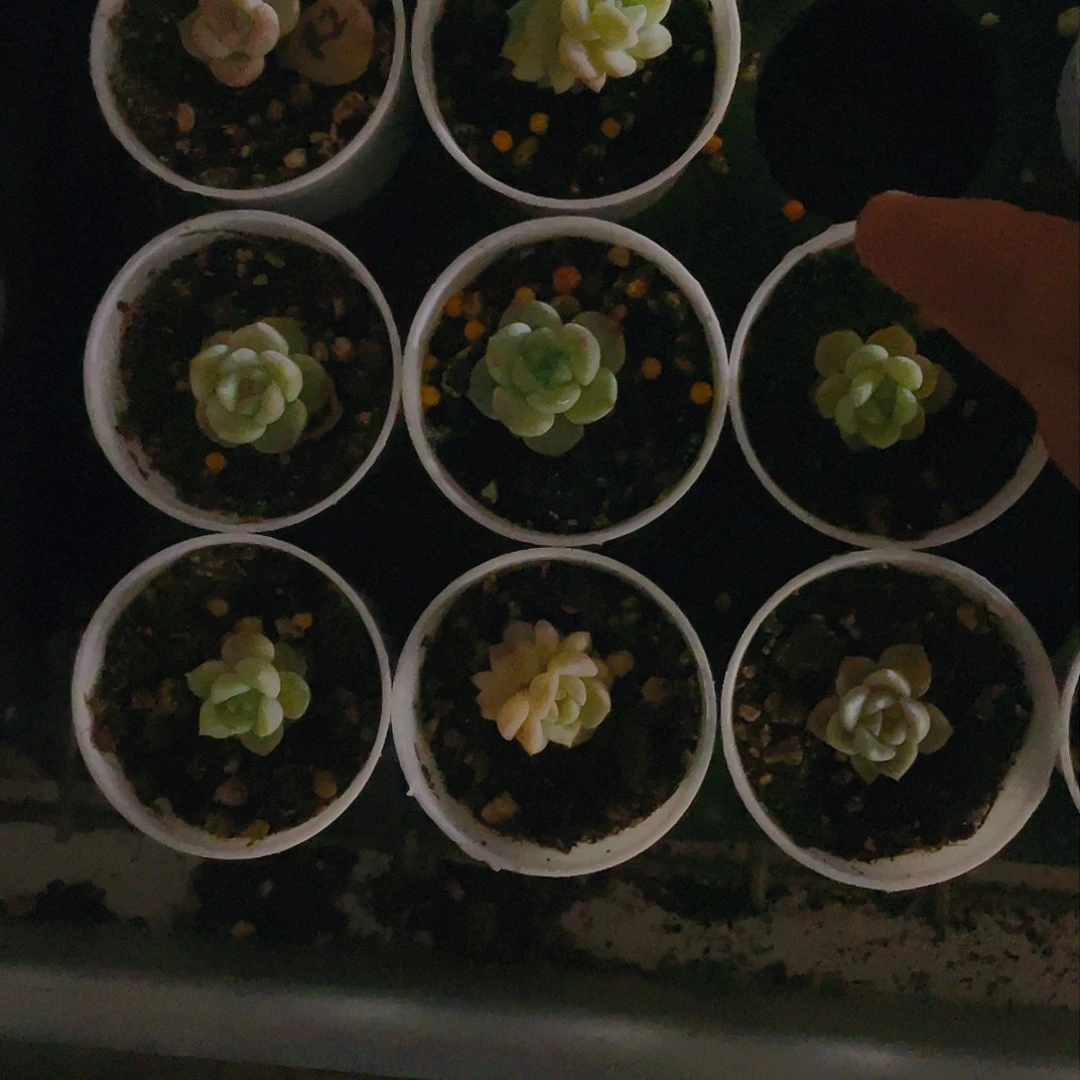 容止中苗甜心中盆一个满25包邮