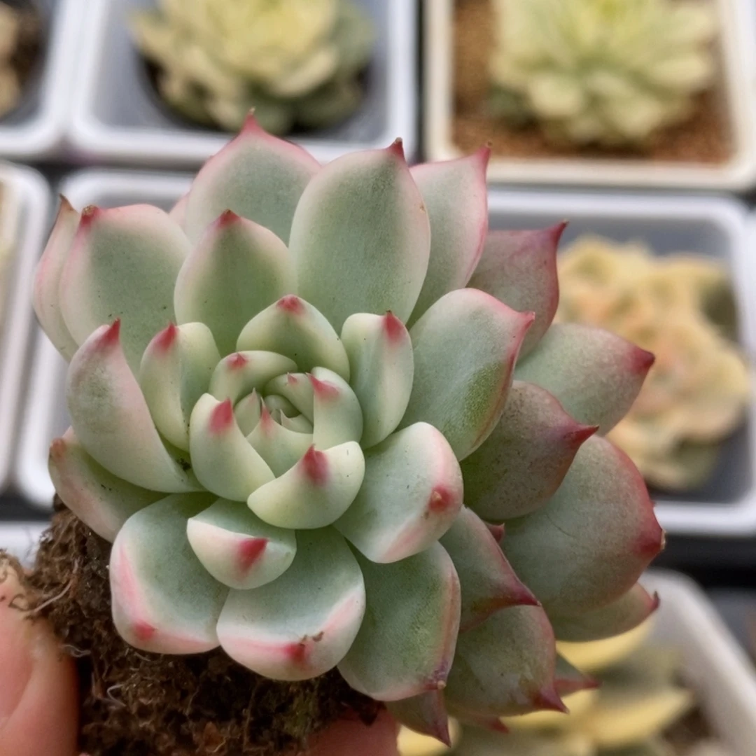 454锦锦锦锦锦锦锦