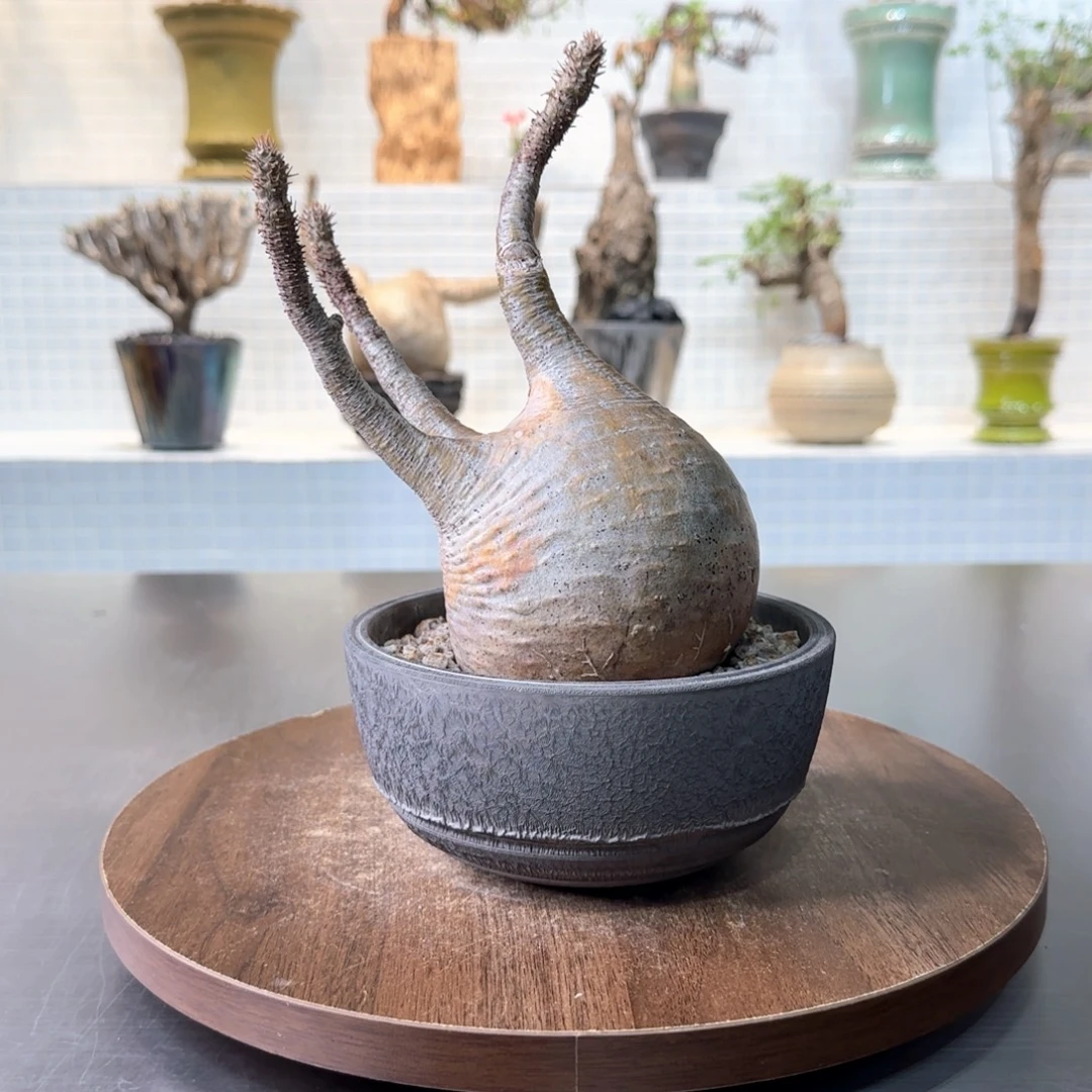 胖肚子象牙宫一物一拍