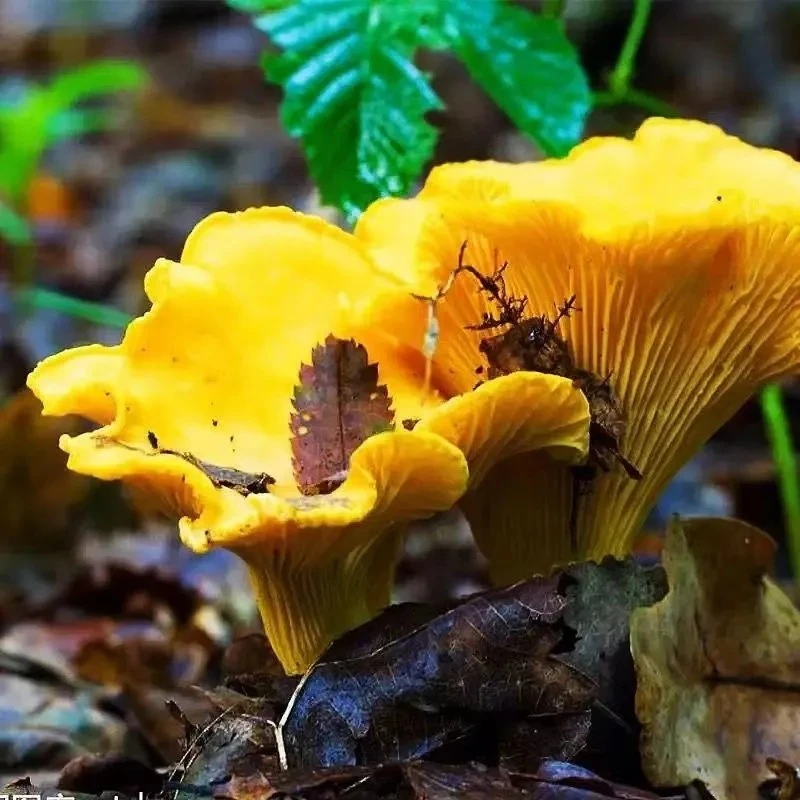 云南鸡油菌新鲜野生菌金丝菌特产纯野生当天采摘精选精品