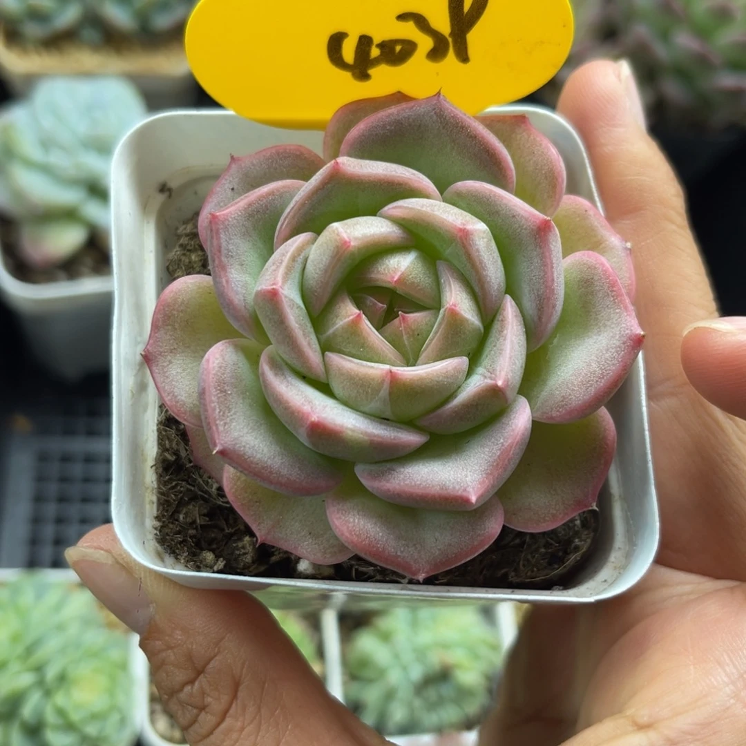 东云珍妮单头4039