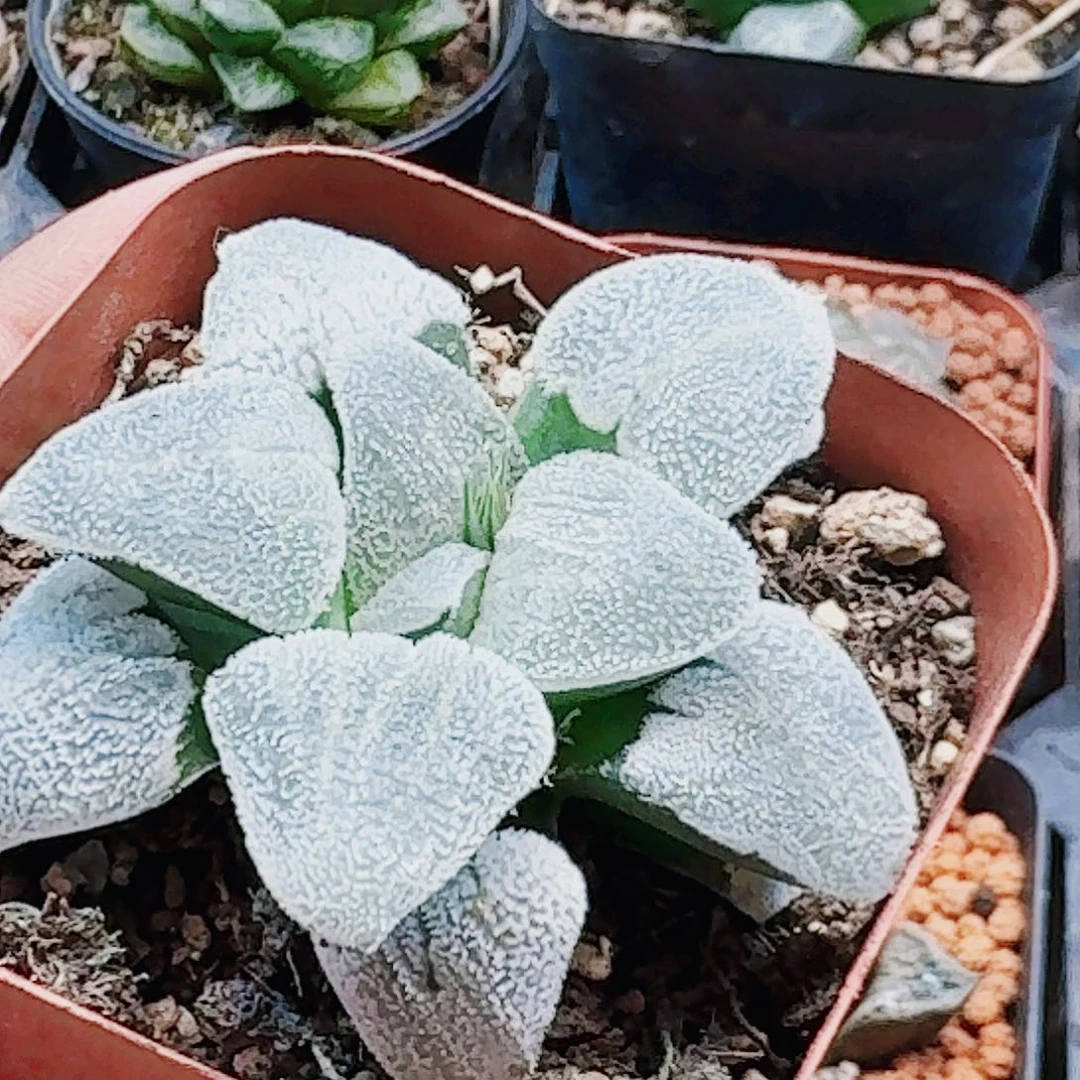 无花朵十二卷 铁道白银 福利