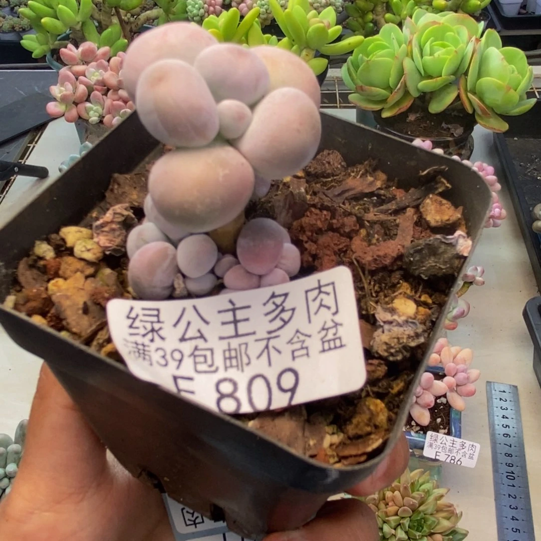 天**?809橙奶多肉肉3c m