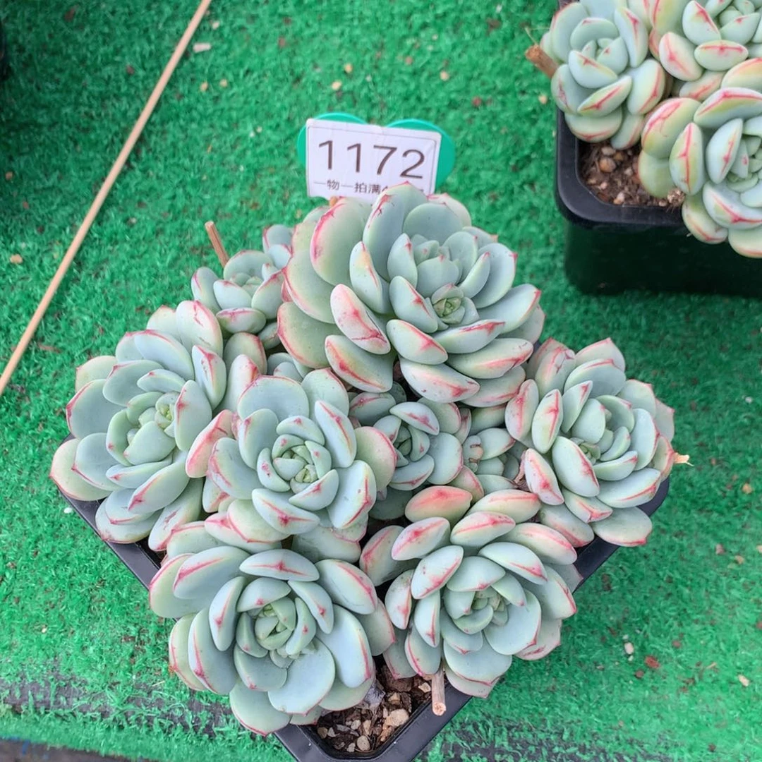 舞***韵香草老桩无砍平头1172